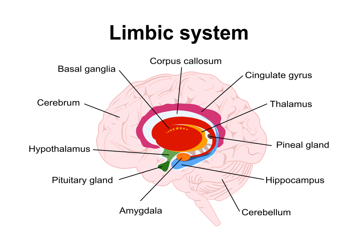翻译：尾状核头