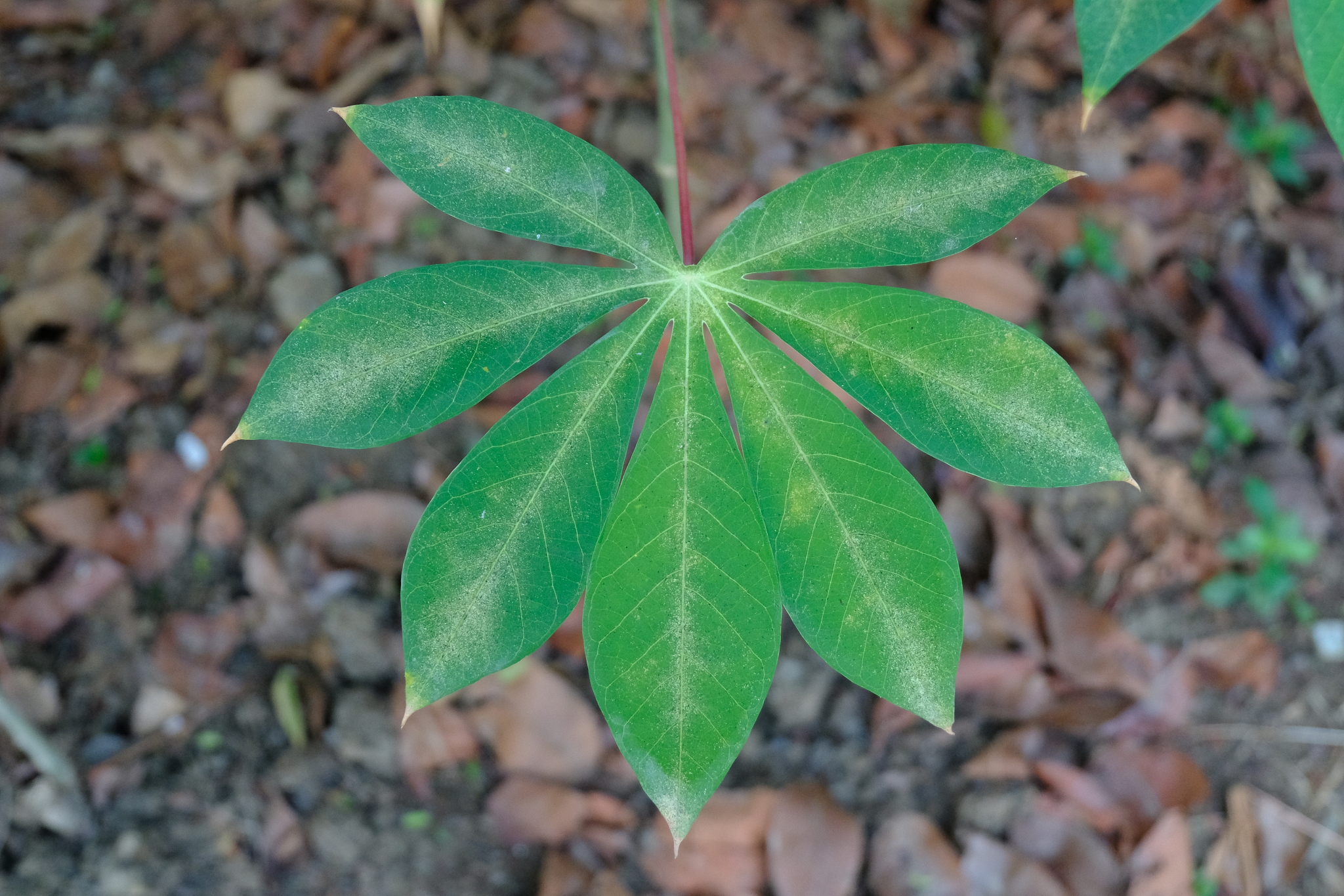 high angle view of plant growing on field