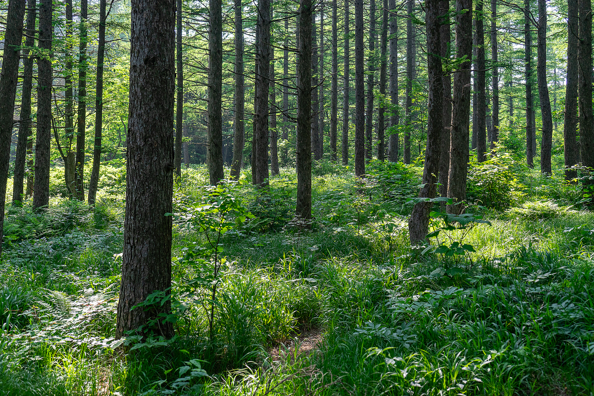 FOREST ECOLOGY AND MANAGEMENT的期刊研究范围详细介绍