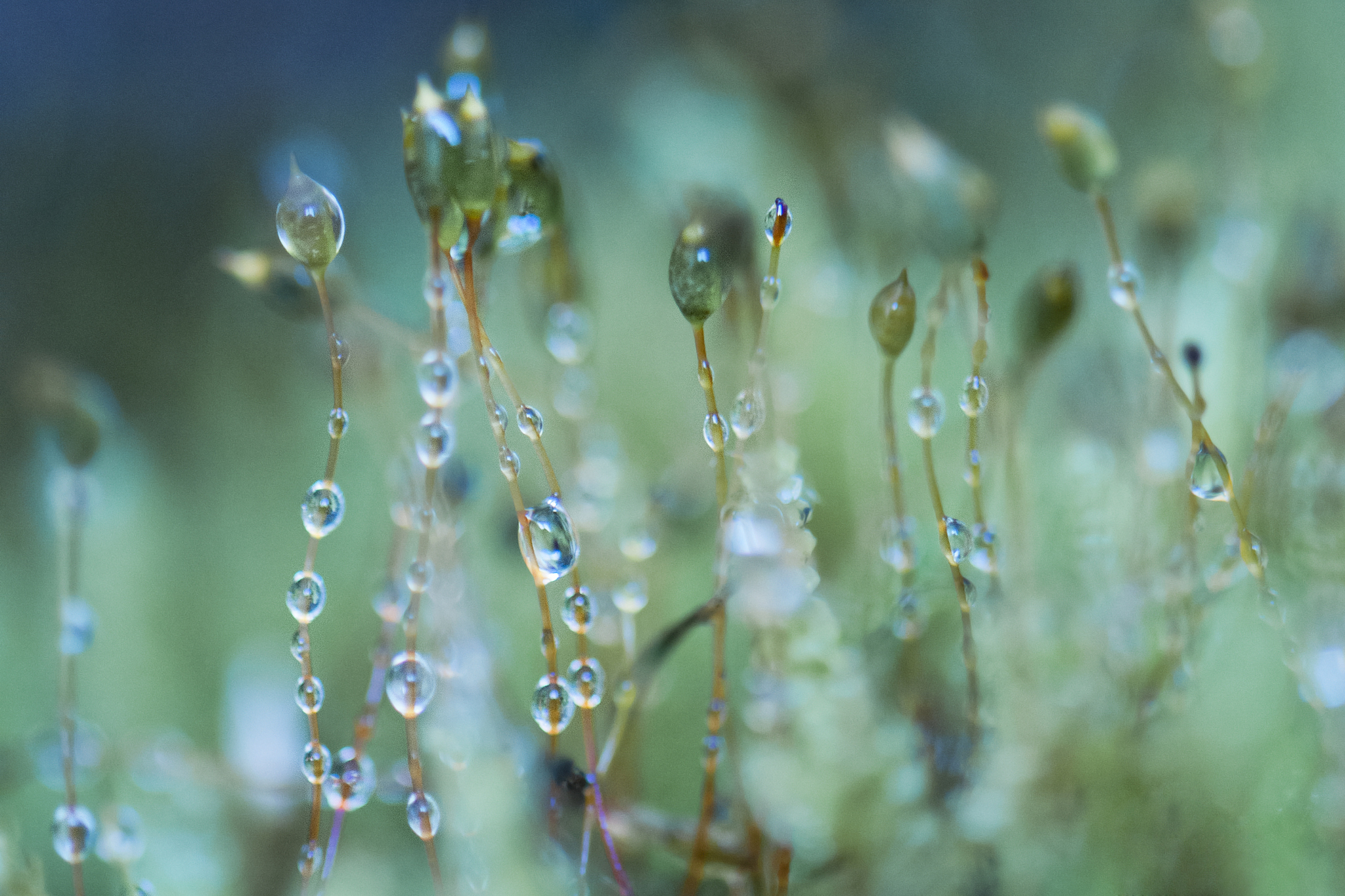 dropping moss