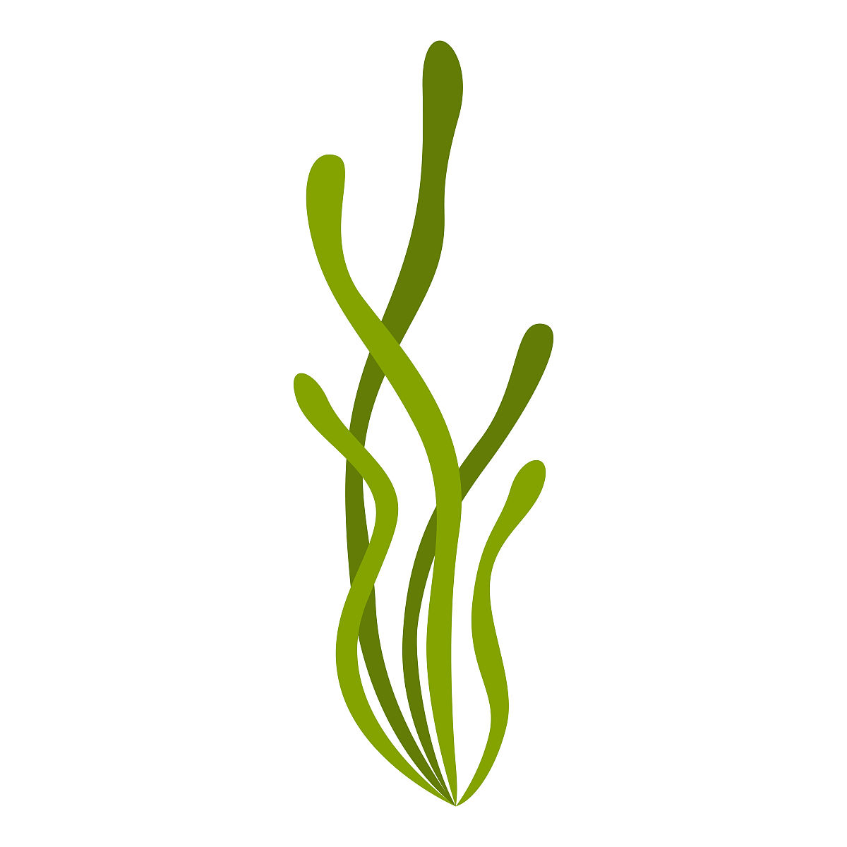 藻类的程式化插图.海洋植物群和自然.