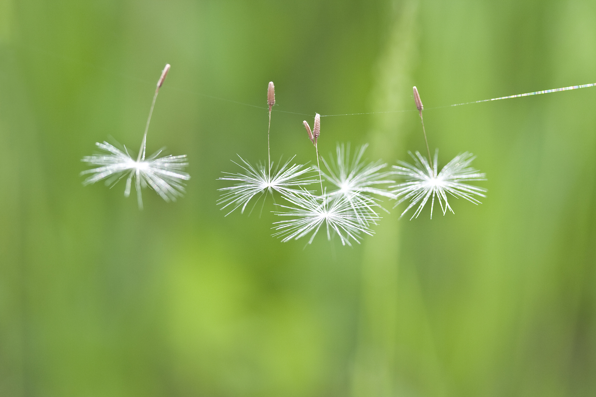 沧州职业技术学院种子生产与经营专业好不好发展前景怎样