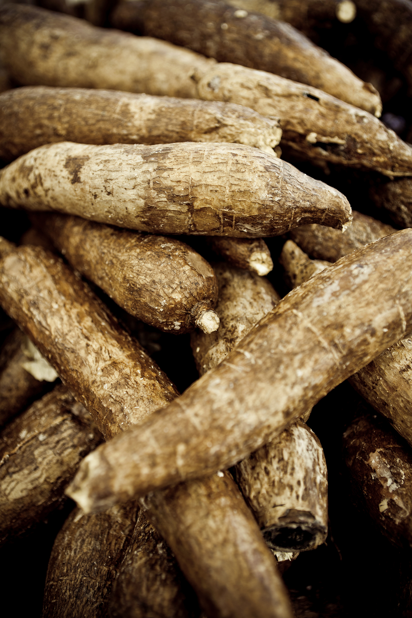 cassava root