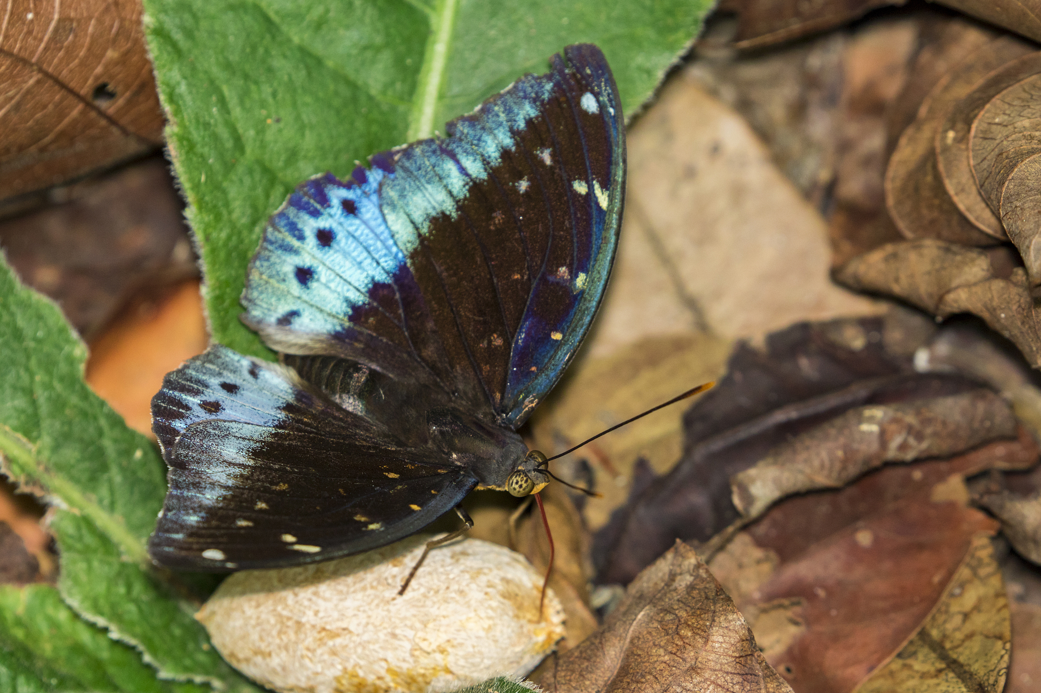 ENTOMOLOGIA GENERALIS期刊的介绍？