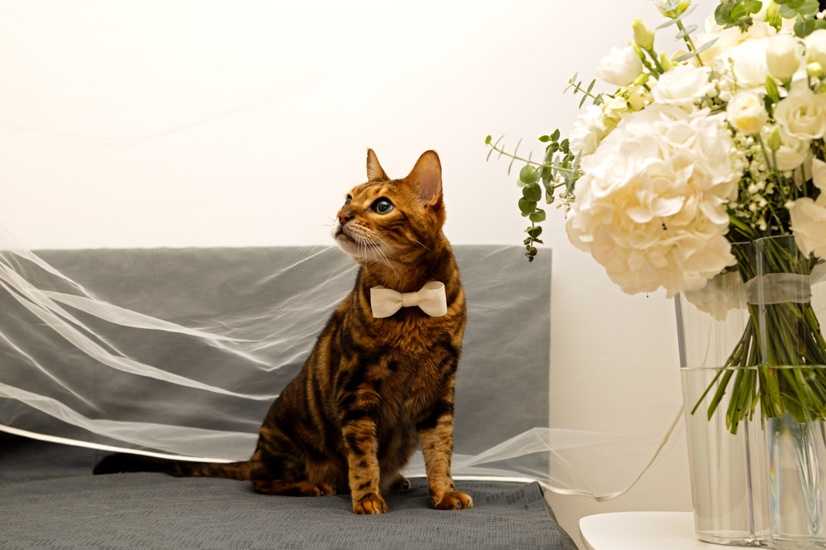 孟加拉猫性格乖巧，但为什么会成为饲养宠物的高难度选项