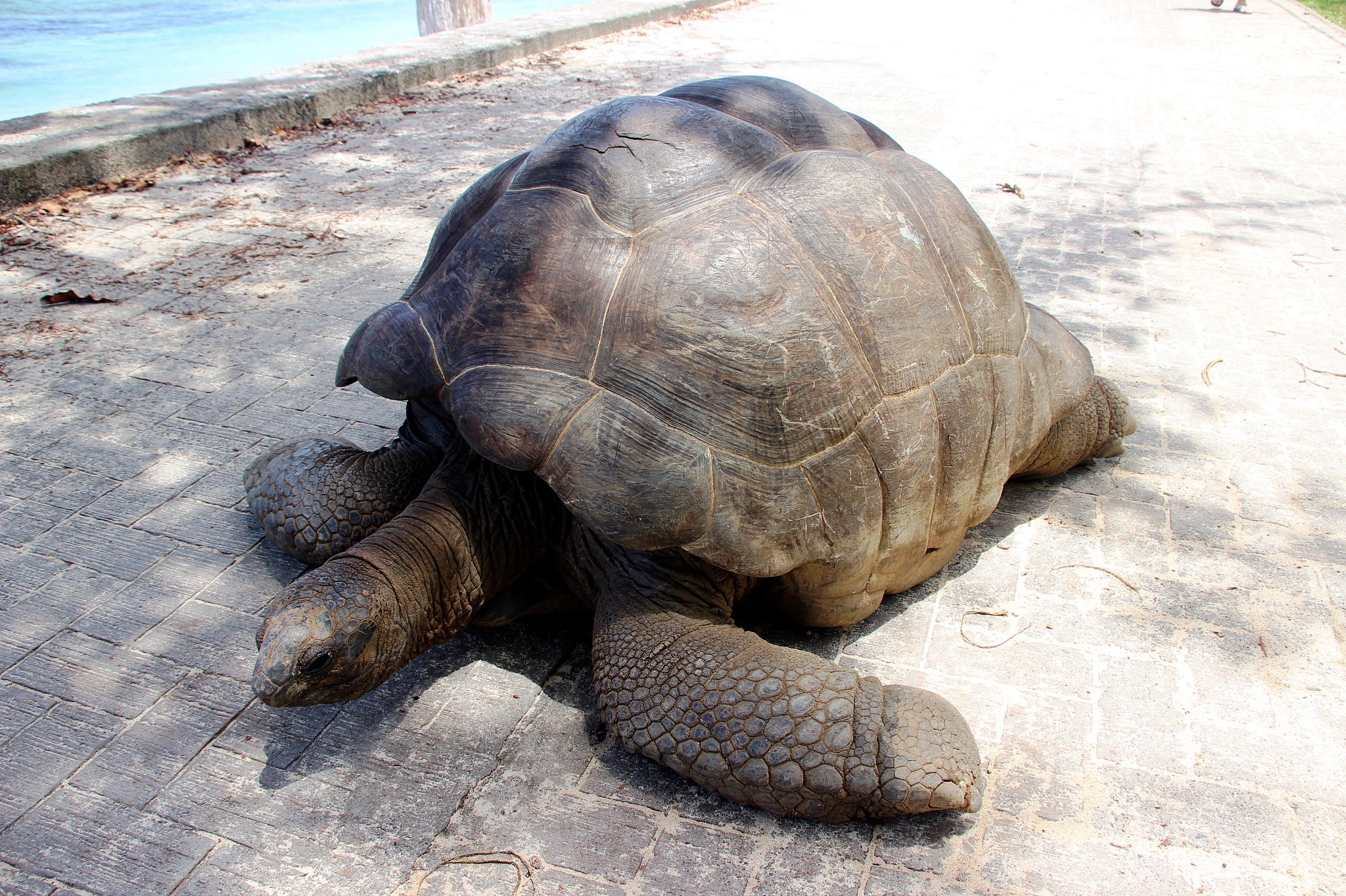 turtle