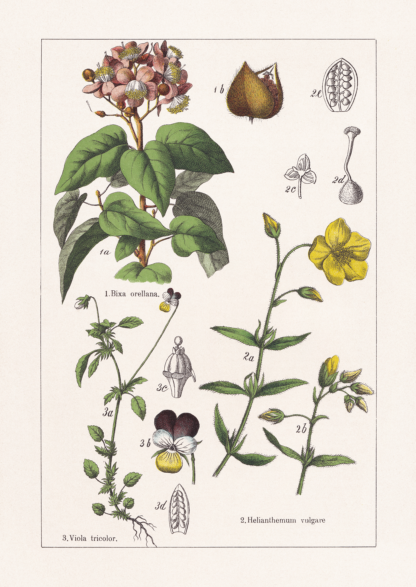 FITOTERAPIA 杂志：植物药物研究和草药治疗的权威期刊