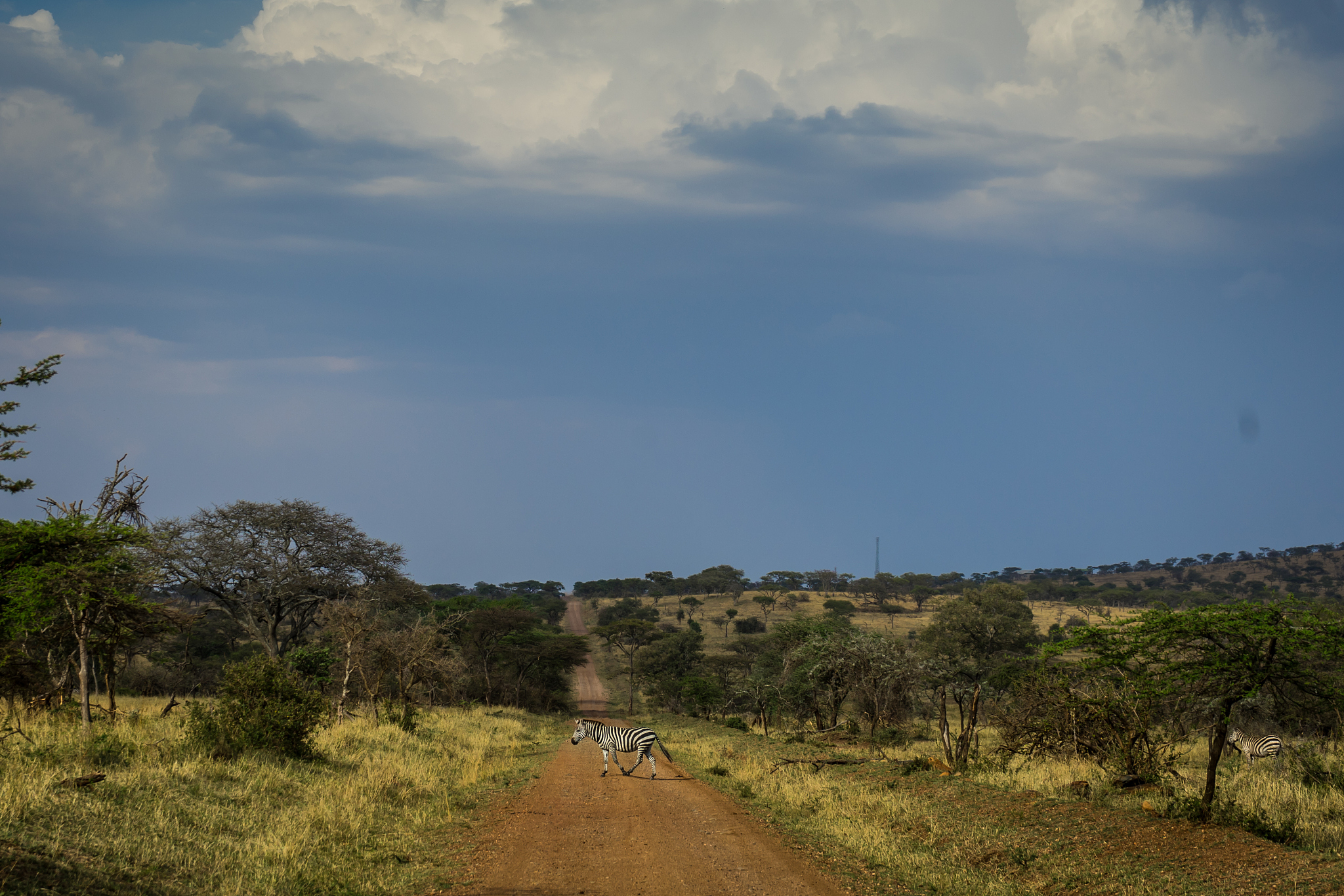 zebra is crossing