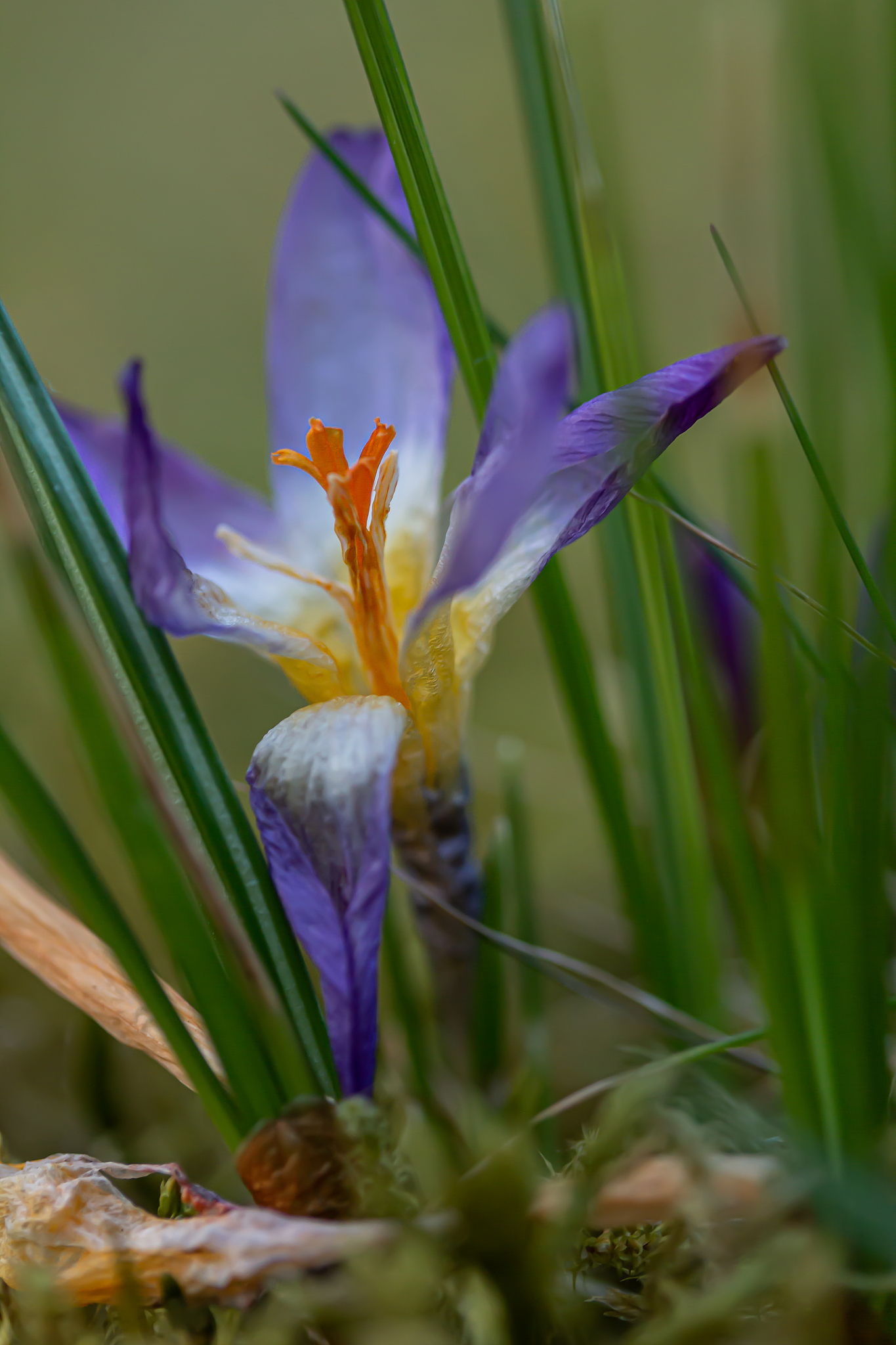 crocus or croci