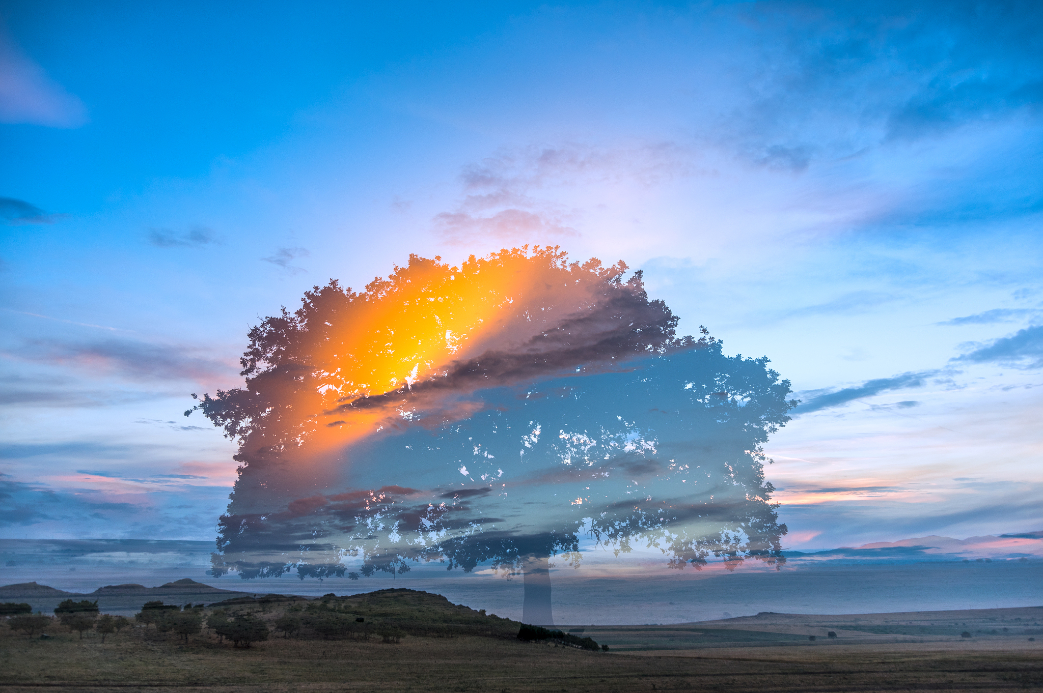 beautiful landscape with multiple exposure of a lonely oak tree 