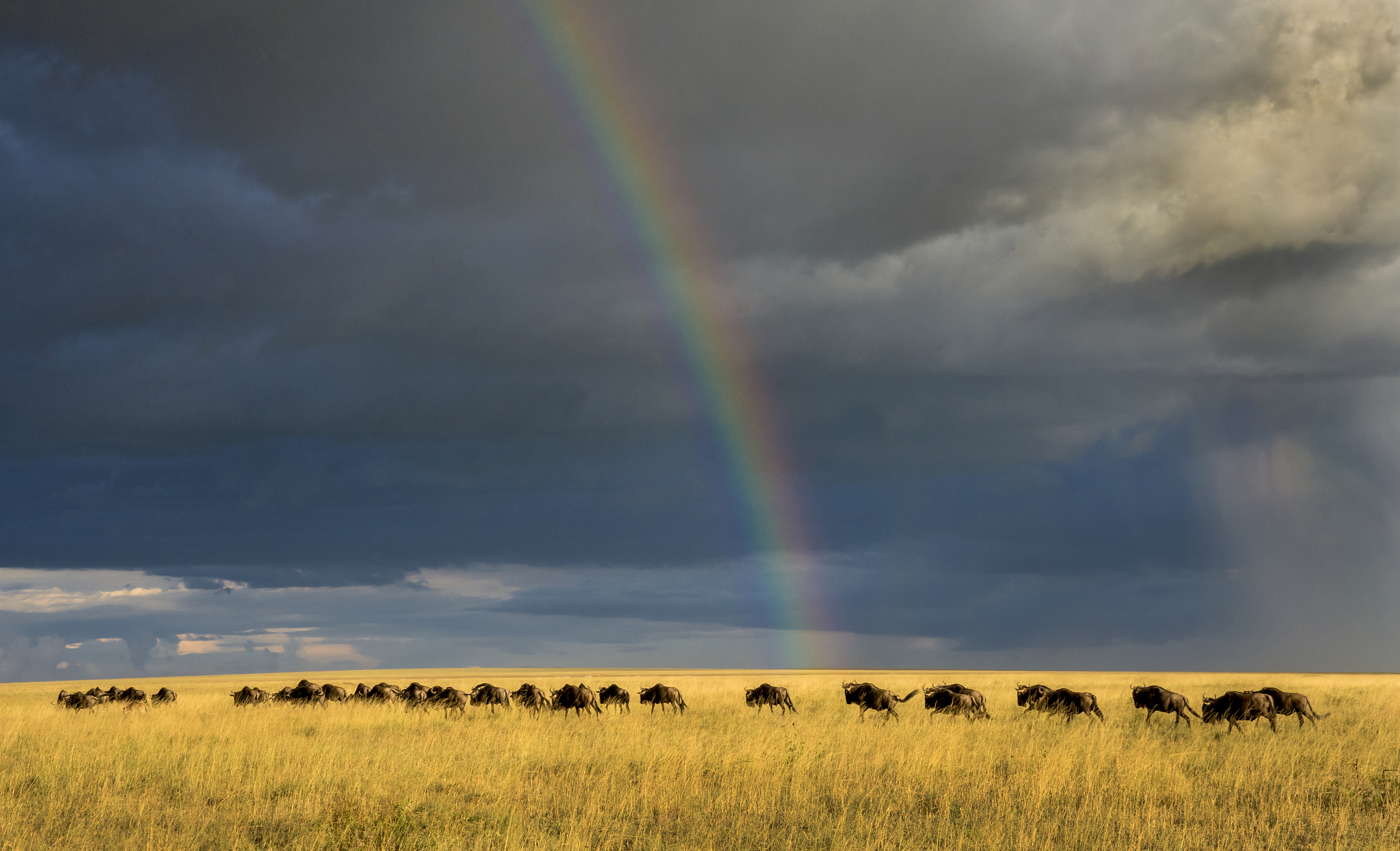 wildebeests and rainbow