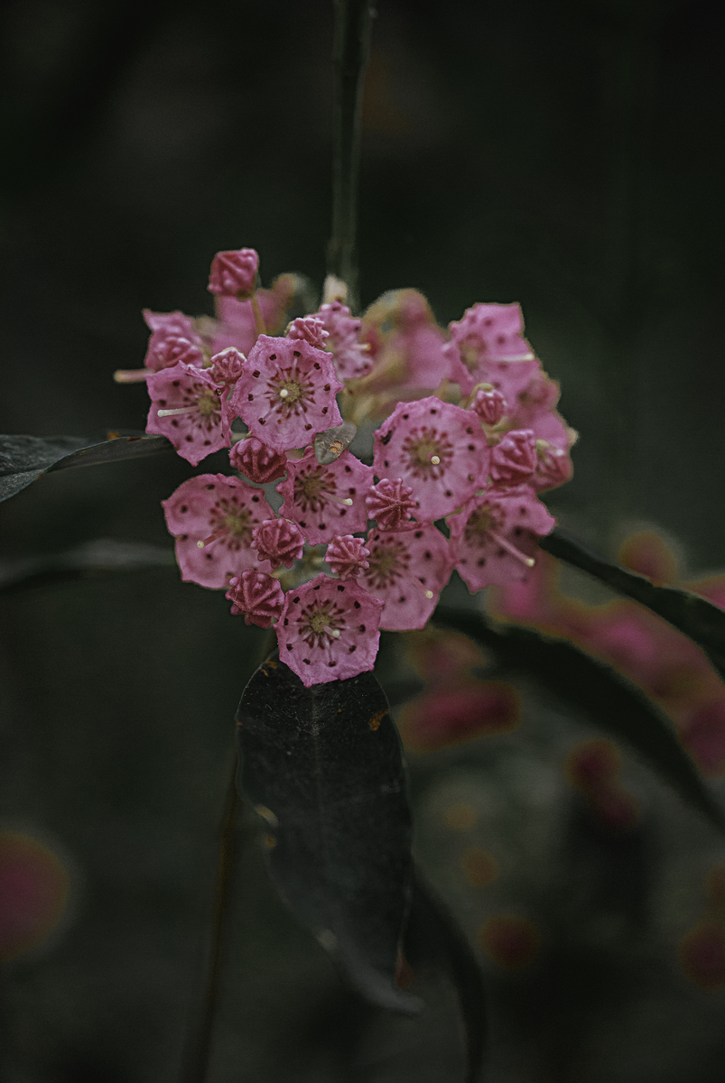 腊梅是什么花序