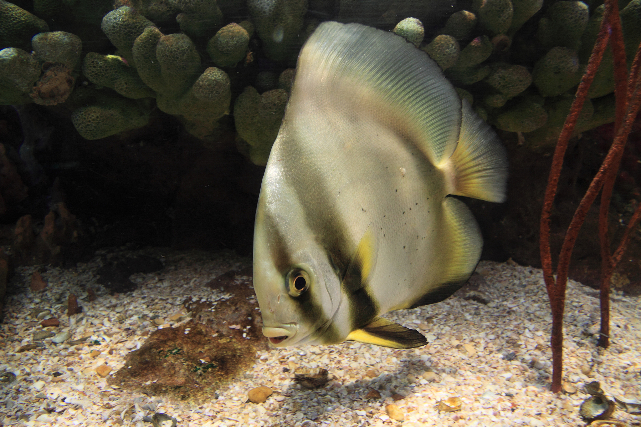 lovely fish