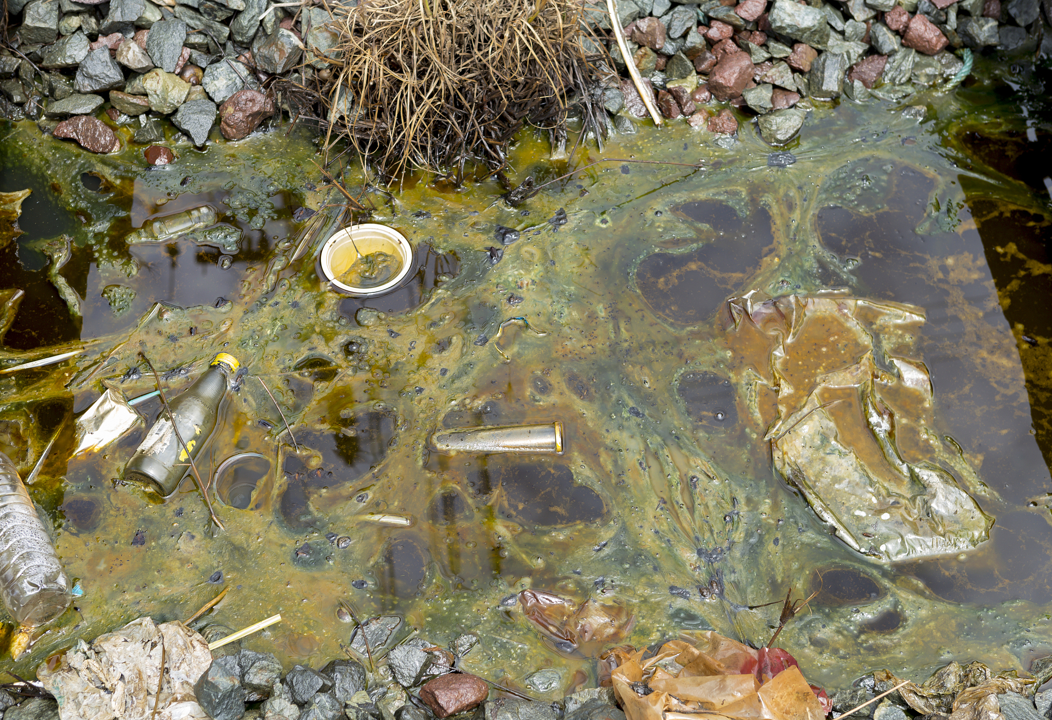 竹子发霉，鱼儿会死吗？原因和危害分析