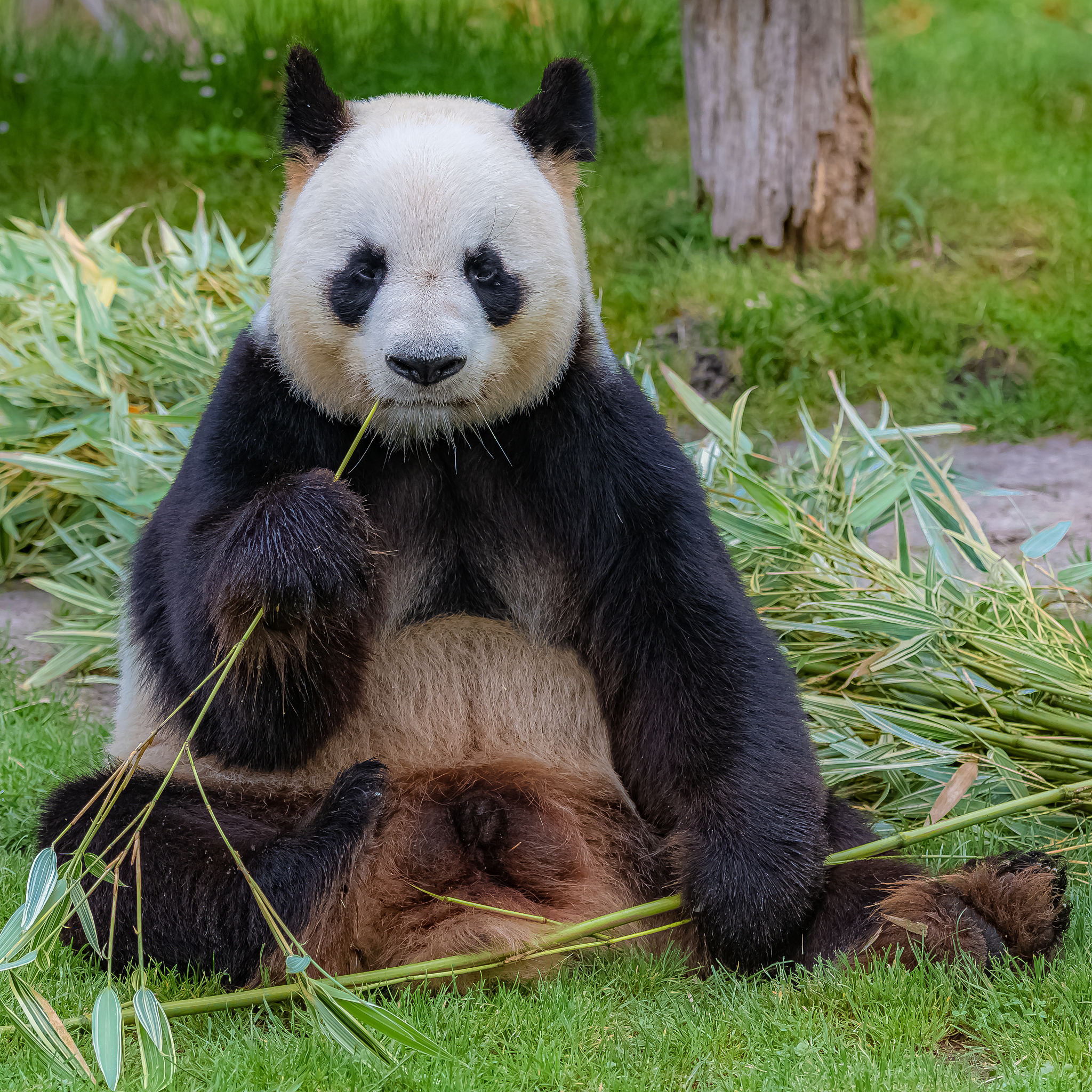 National Zoo's Panda Cub Bei Bei Makes Sleepy Debut