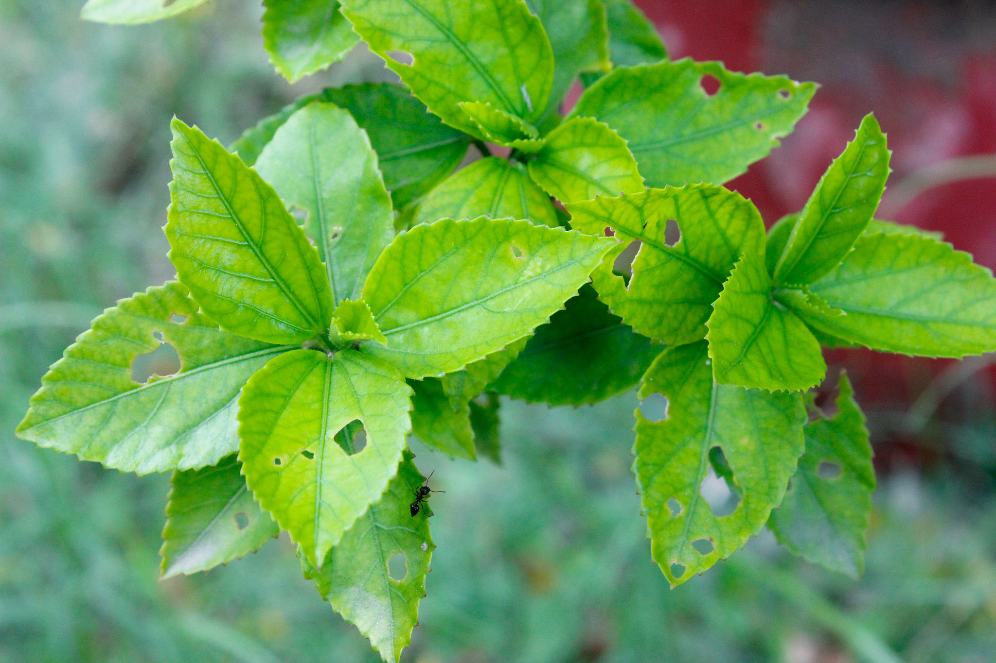 a picture of leafs