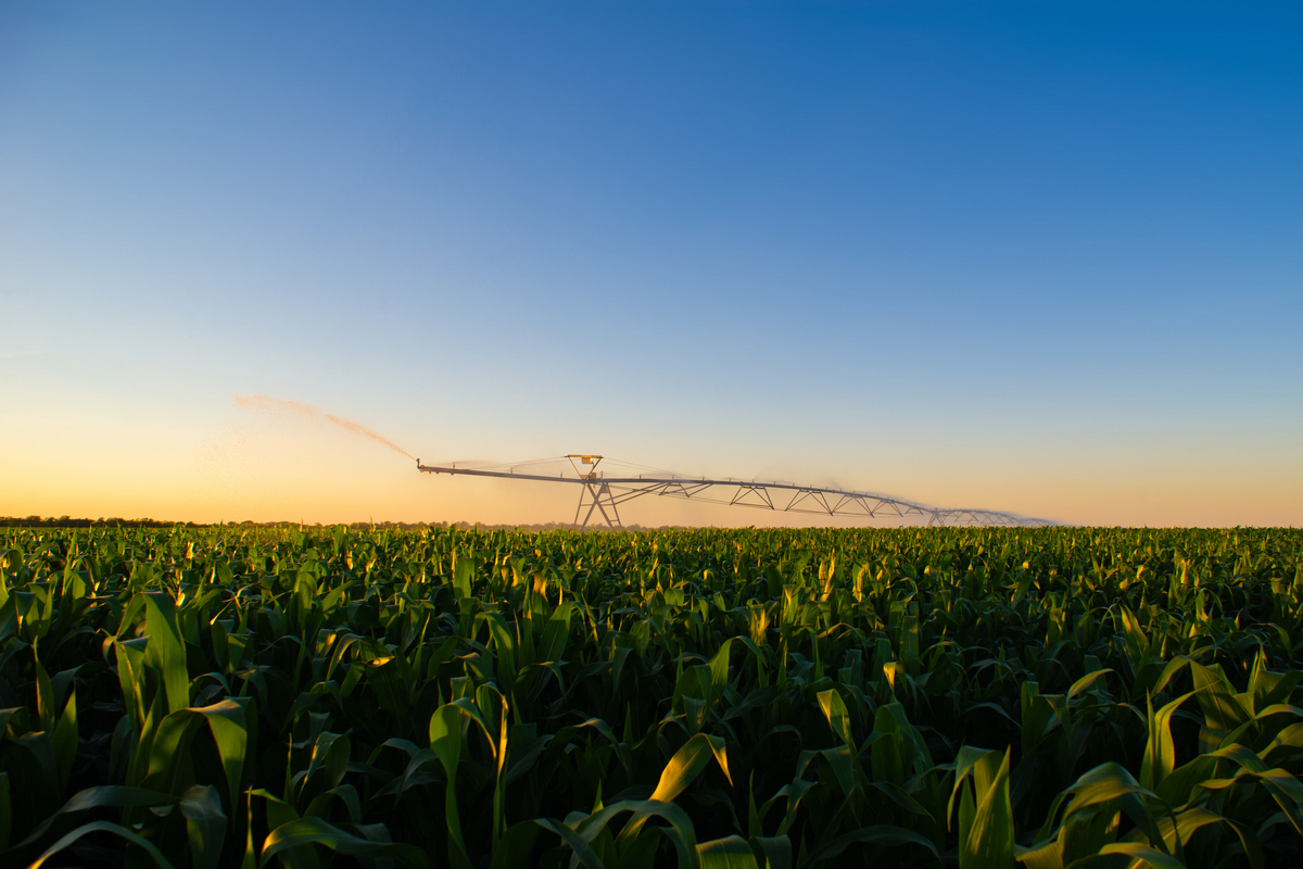 玉米田浇水问题 - 计算玉米品质平均数