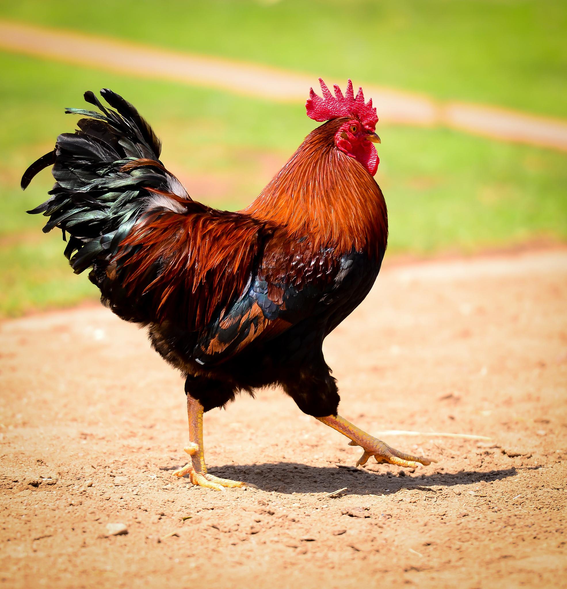 chicken