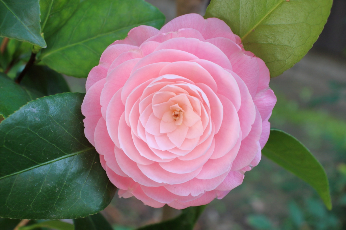 茶花和耐冬一样吗？