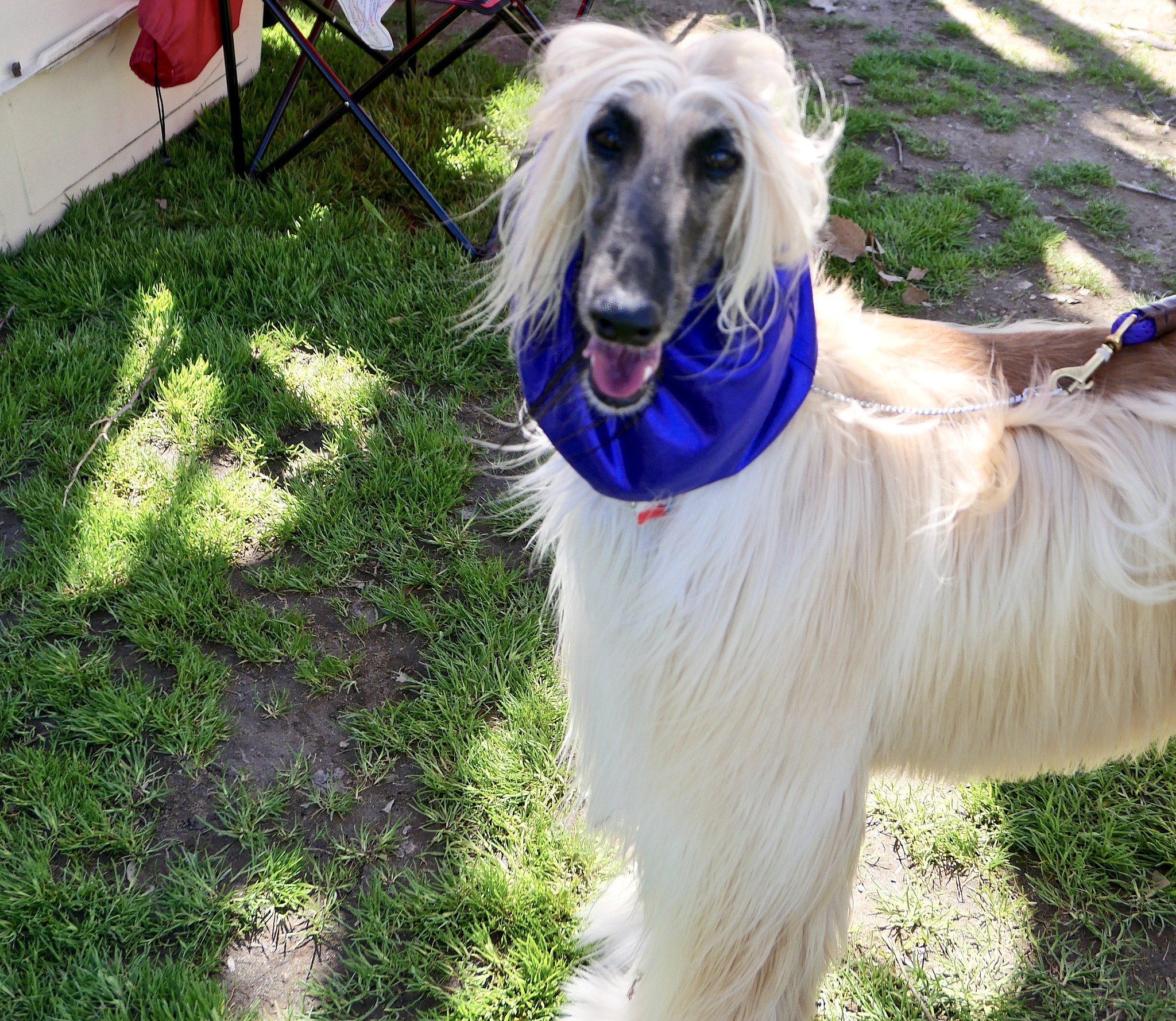 宠物行为调整软件的项目背景800字