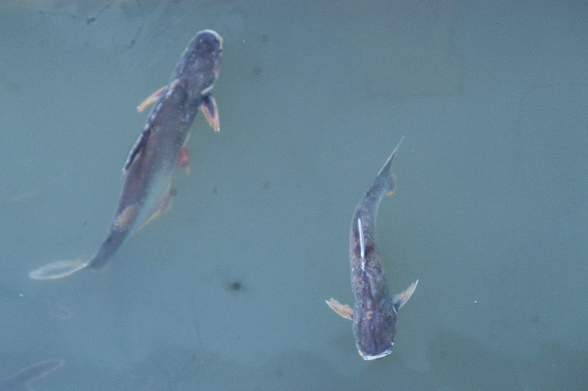 白云金丝鱼头朝下上浮怎么办？解决方法大全