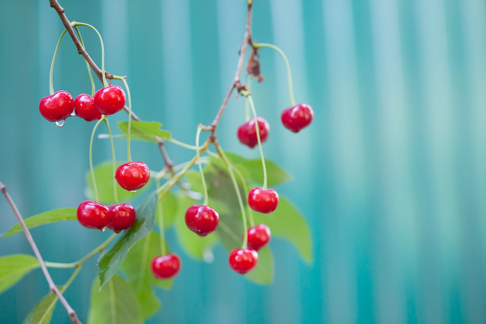 red cherry branch tree with berry raindrops, summer time garden 