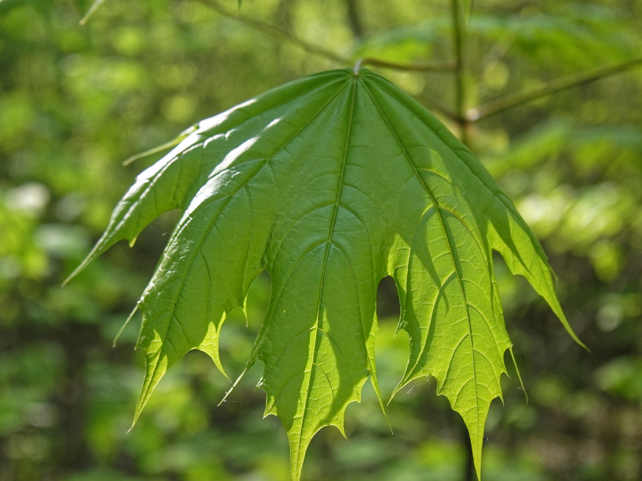 young maple leaves in spring