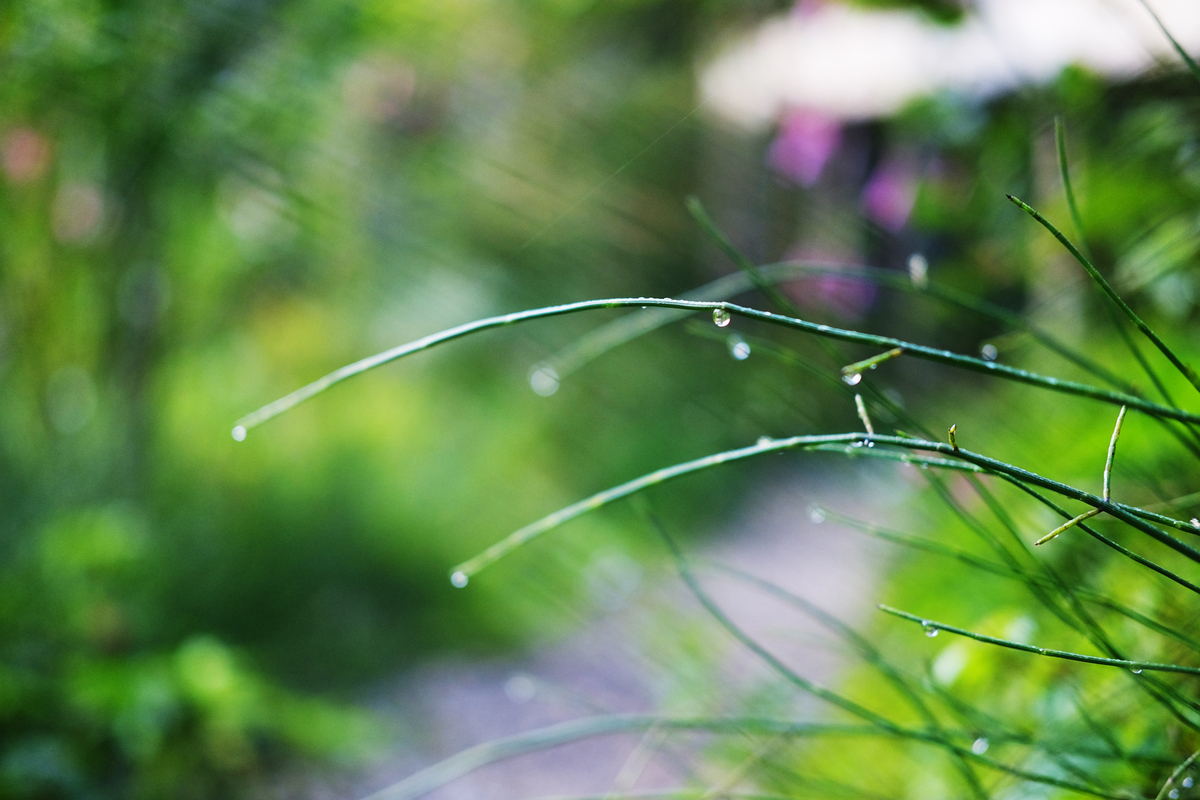 春雨的诗意：温柔、清新、有节奏的春雨特点
