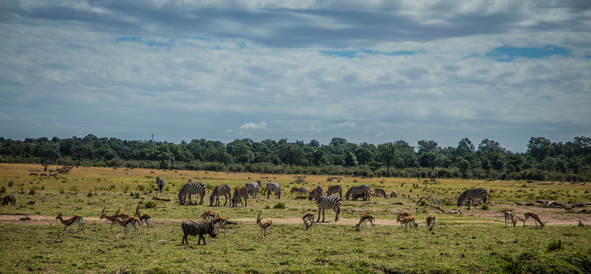 safari game