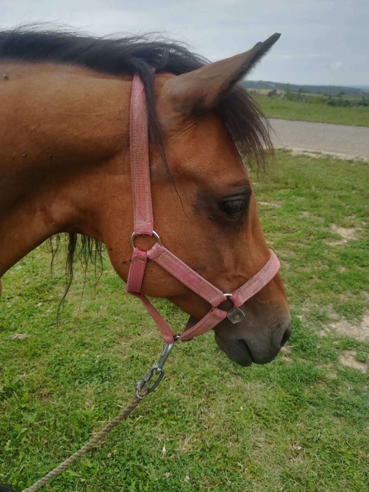 horse in a field