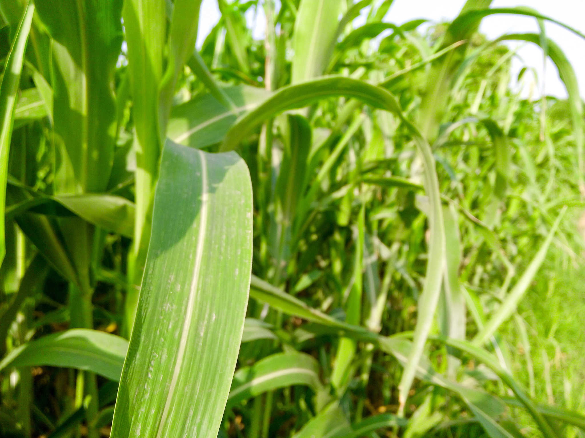 西安市长安区小麦虫害发生现状调查：数据收集与种植户调研