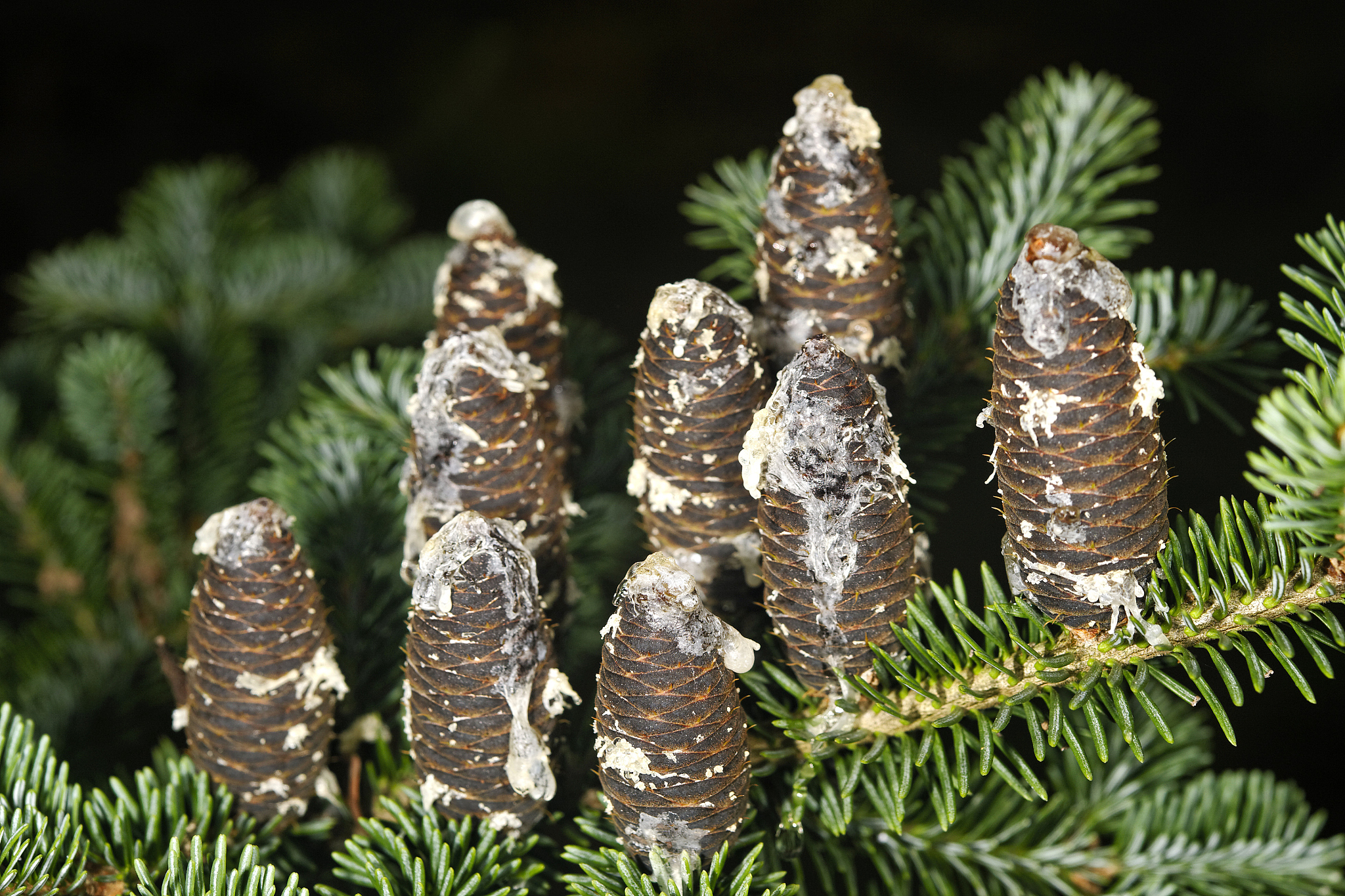 fir cones with rosin