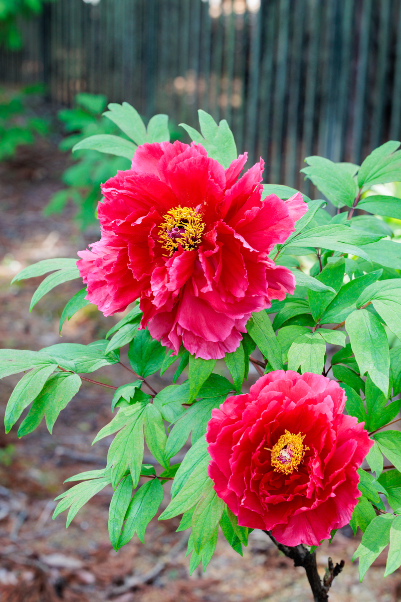 手机相册里的美：粉色牡丹，静谧与美好