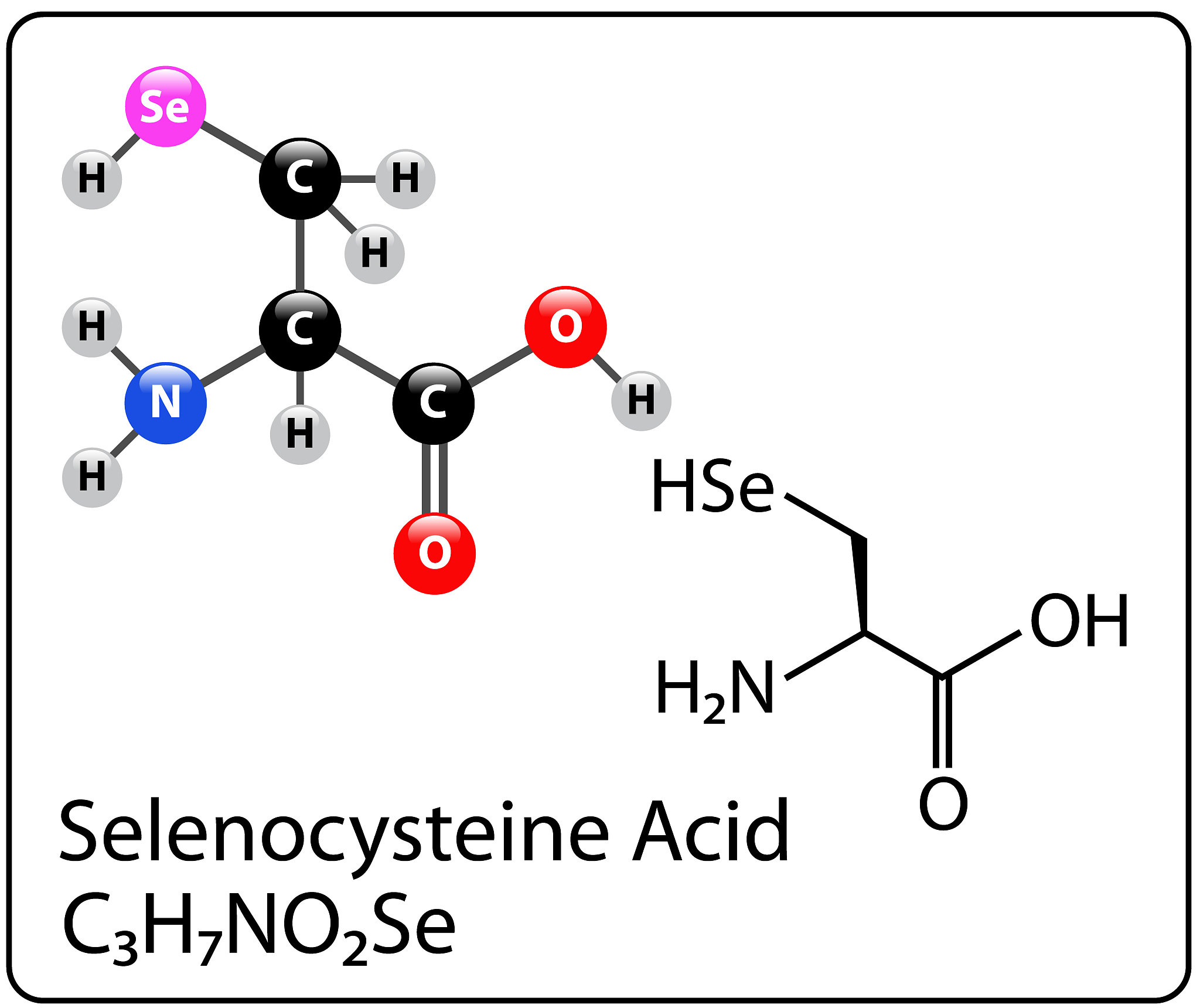 多糖抗体、凝集素和碳水化合物结合结构域 (CBM) 的区别
