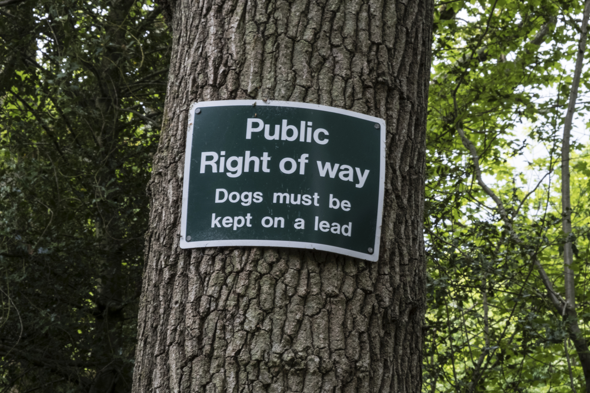 移除树木需要当地政府许可 - 拉什克利夫自治市议会