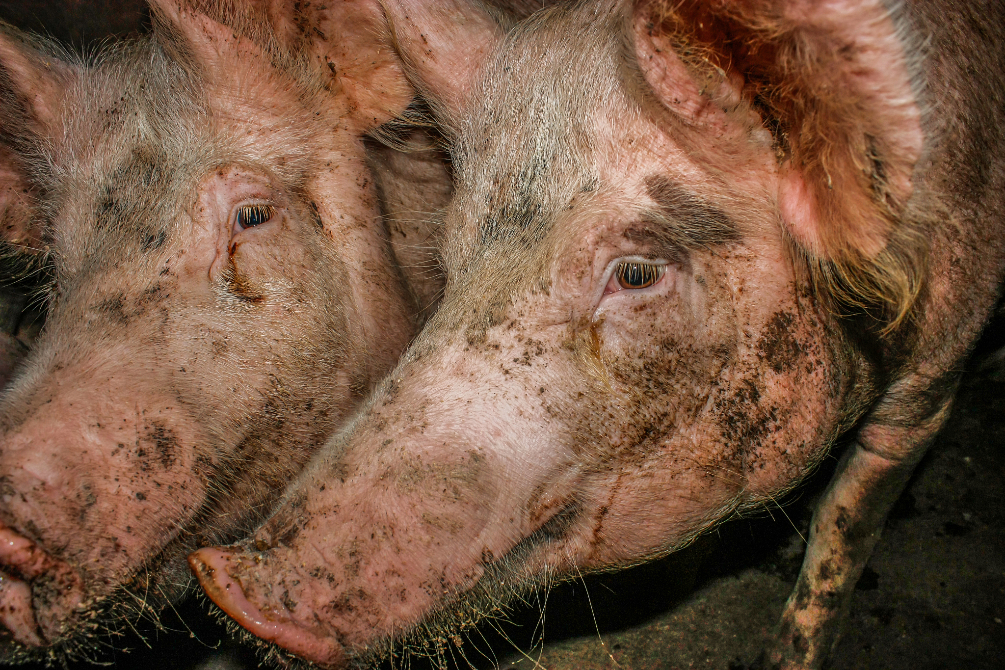 为什么野猪不吃汉尼拔，