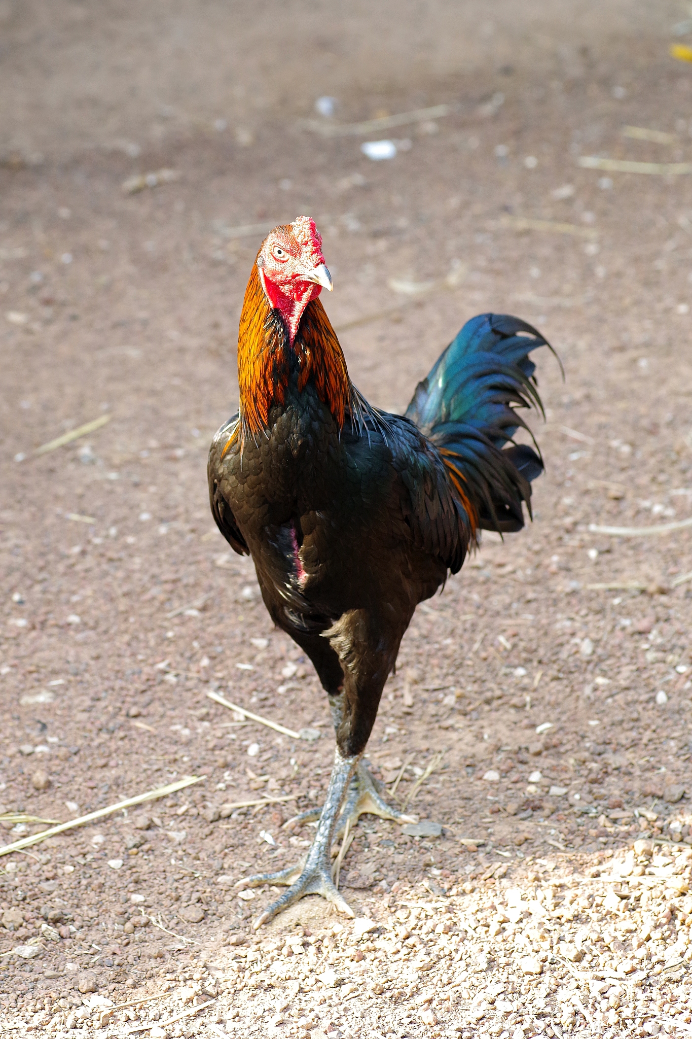 thai cock and chicken in farm