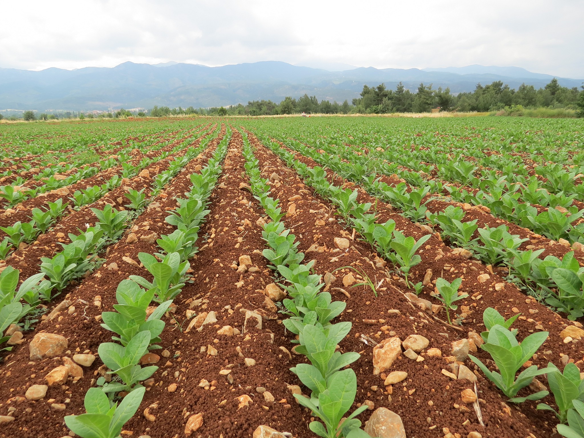 提升烟草香气质量的5大农艺措施