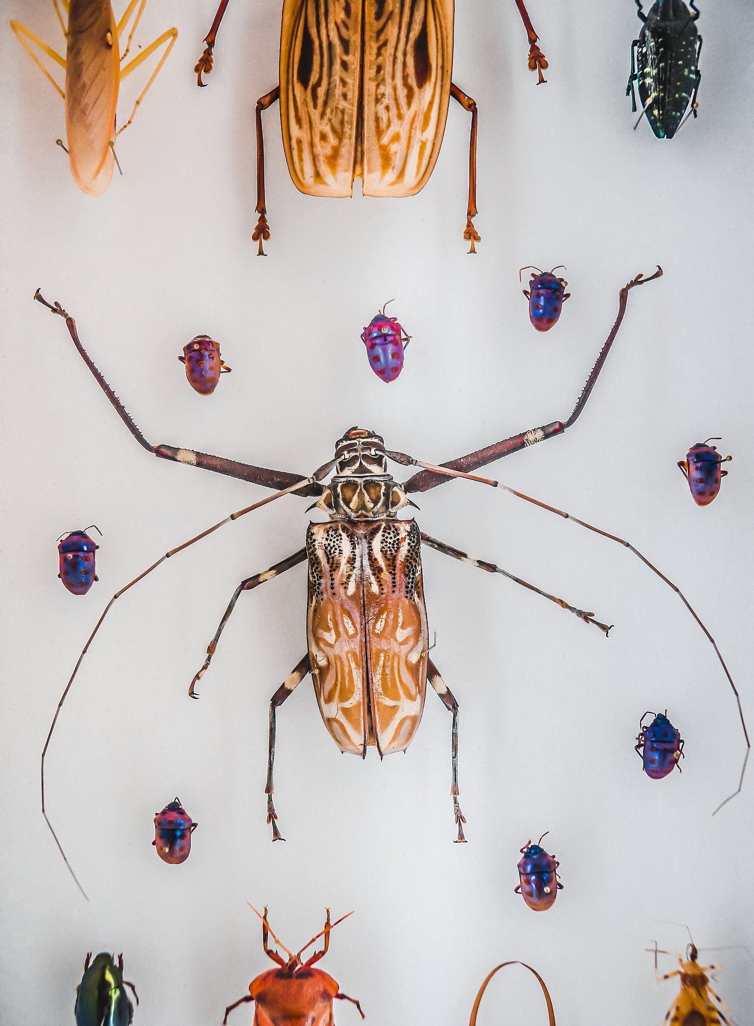苍蝇：不起眼的小生命，却拥有非凡的价值