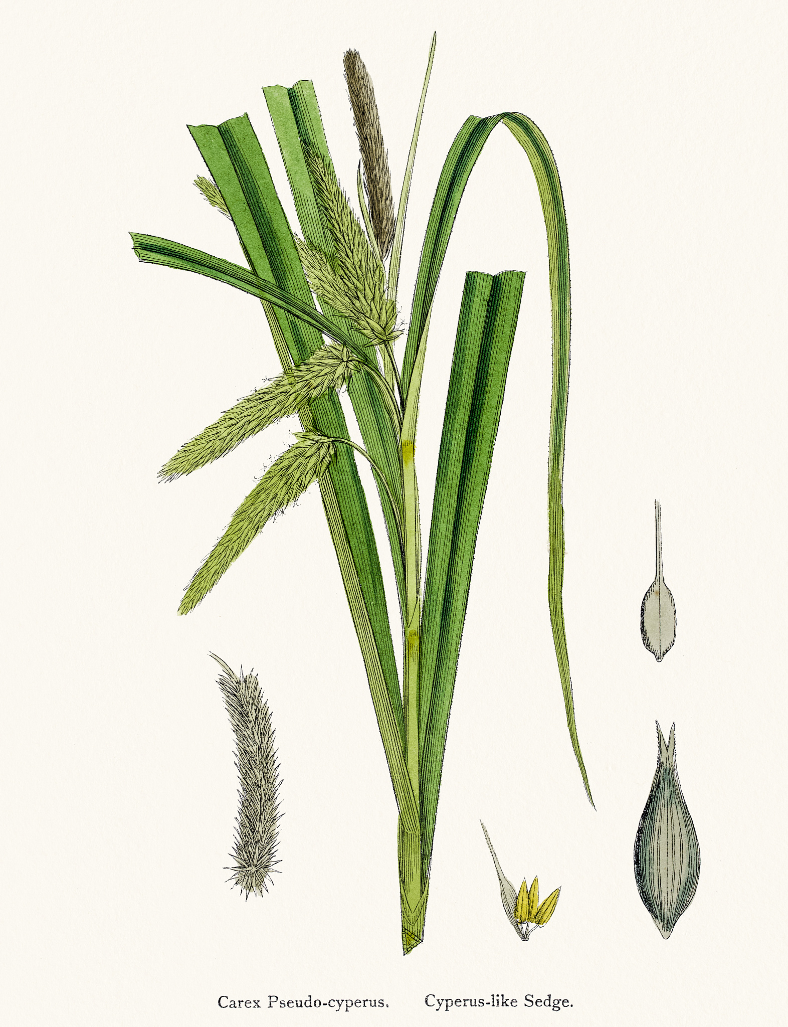 南非植物学杂志 (South African Journal of Botany): 研究范围及投稿指南