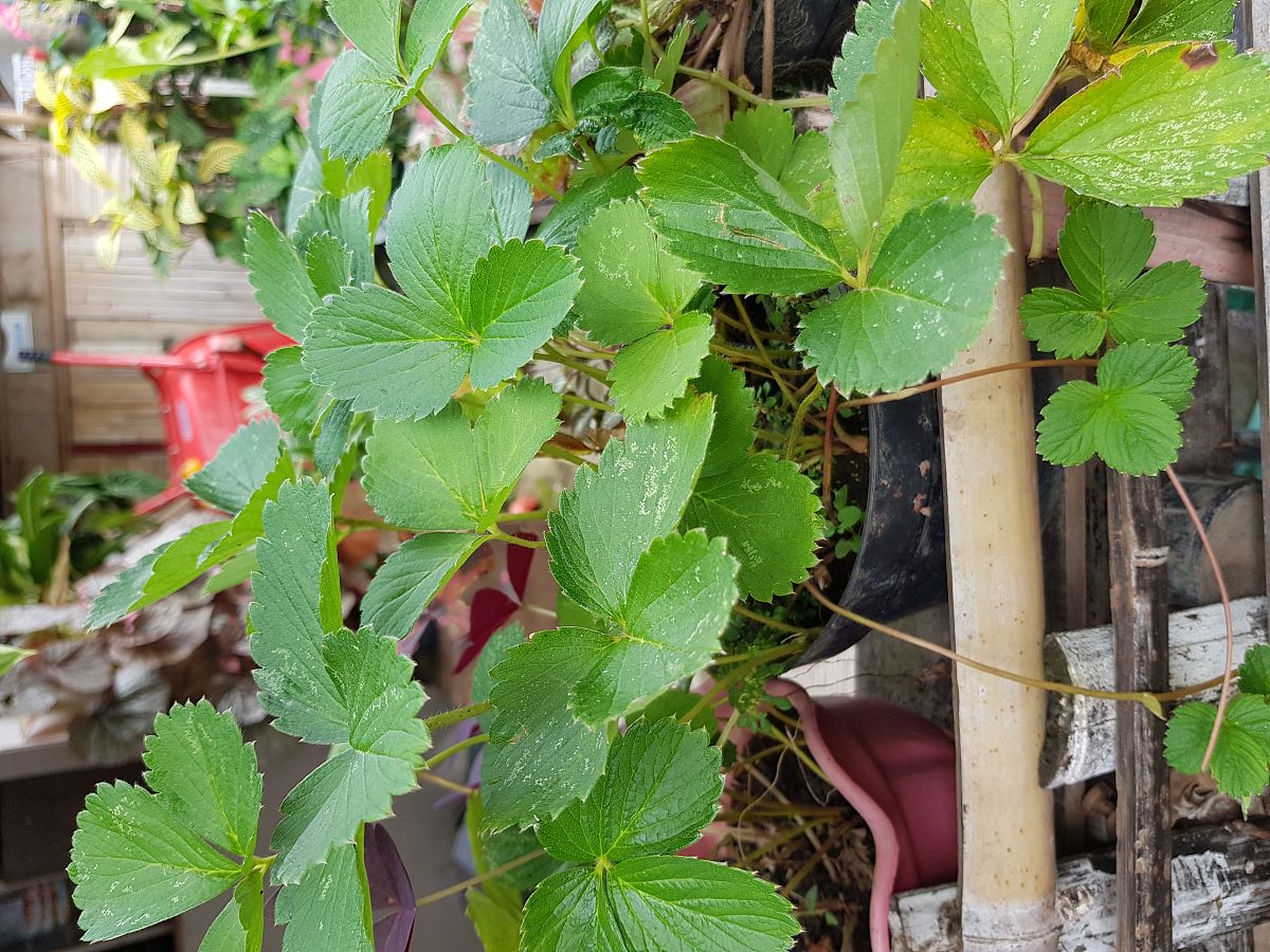 草莓夏季养护指南：如何种植出美味草莓？秋天还能采摘吗？