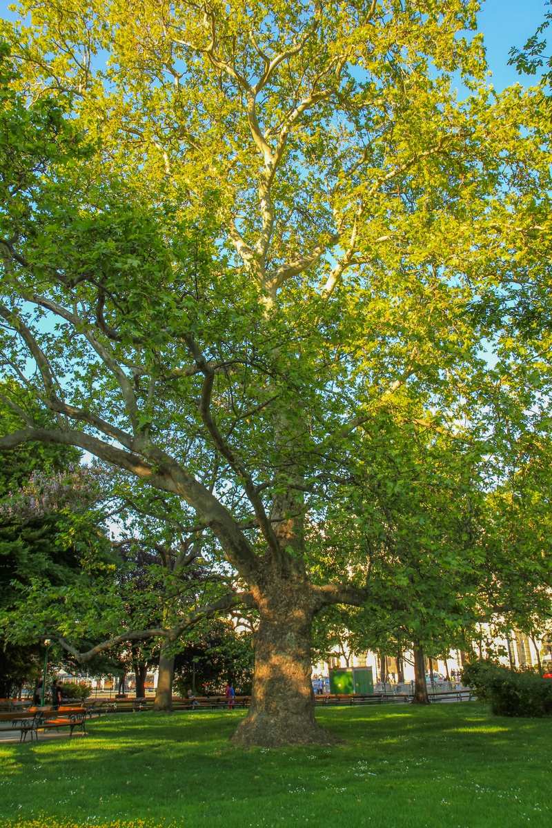 关于杨树100字左右