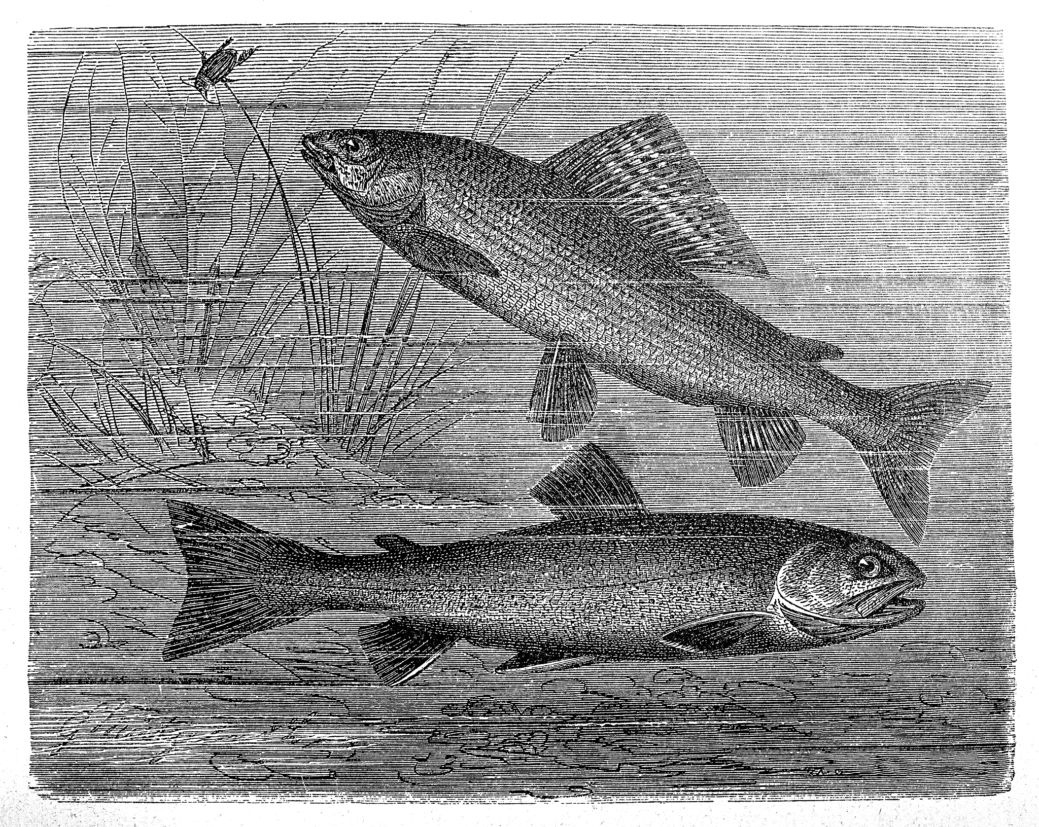 与第一百只猴子的想法相关的是生物学家和作家鲁帕特·谢尔德雷克提出的惊人的形态共振理论。他的观点是宇宙中的所有生物和结构都有一种它们活动的形式形态因为它们存在于塑造他们的形态场里。这些能量场包含物体的形式或模式以及被自己的场决定的不同种类的物体。‌‏谢尔德雷克认为动物和人的行为也创造形态场形态场反过来塑造他们的进一步行为。因此如果你教伦敦的老鼠走迷宫物种的形态场发生了改变突然巴黎的老鼠也会在同样的迷