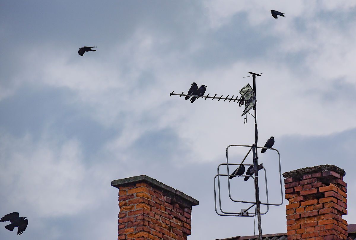 请以高压线无人机清障为创新创业主题生成一篇项目计划书