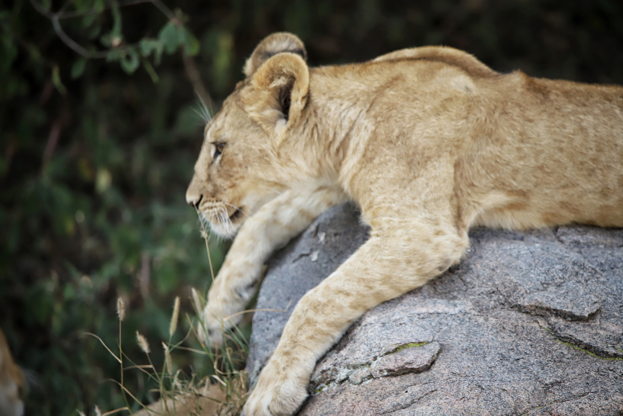 herd of lionesses with their cubs resting after a hard night of 