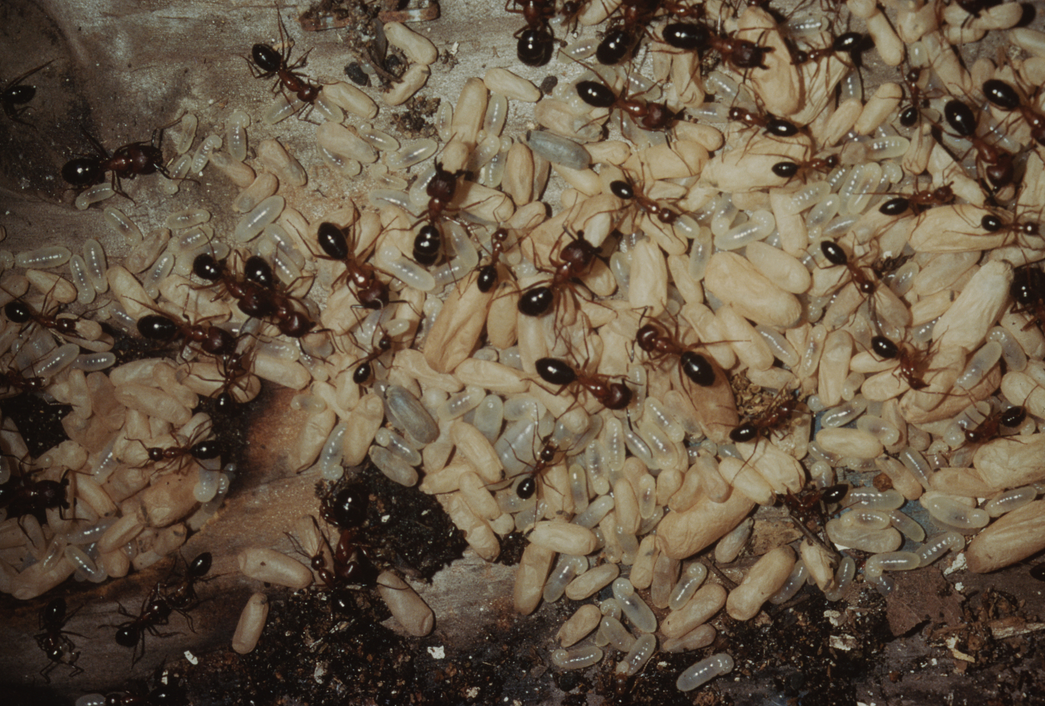 fire ant (solenopsis)