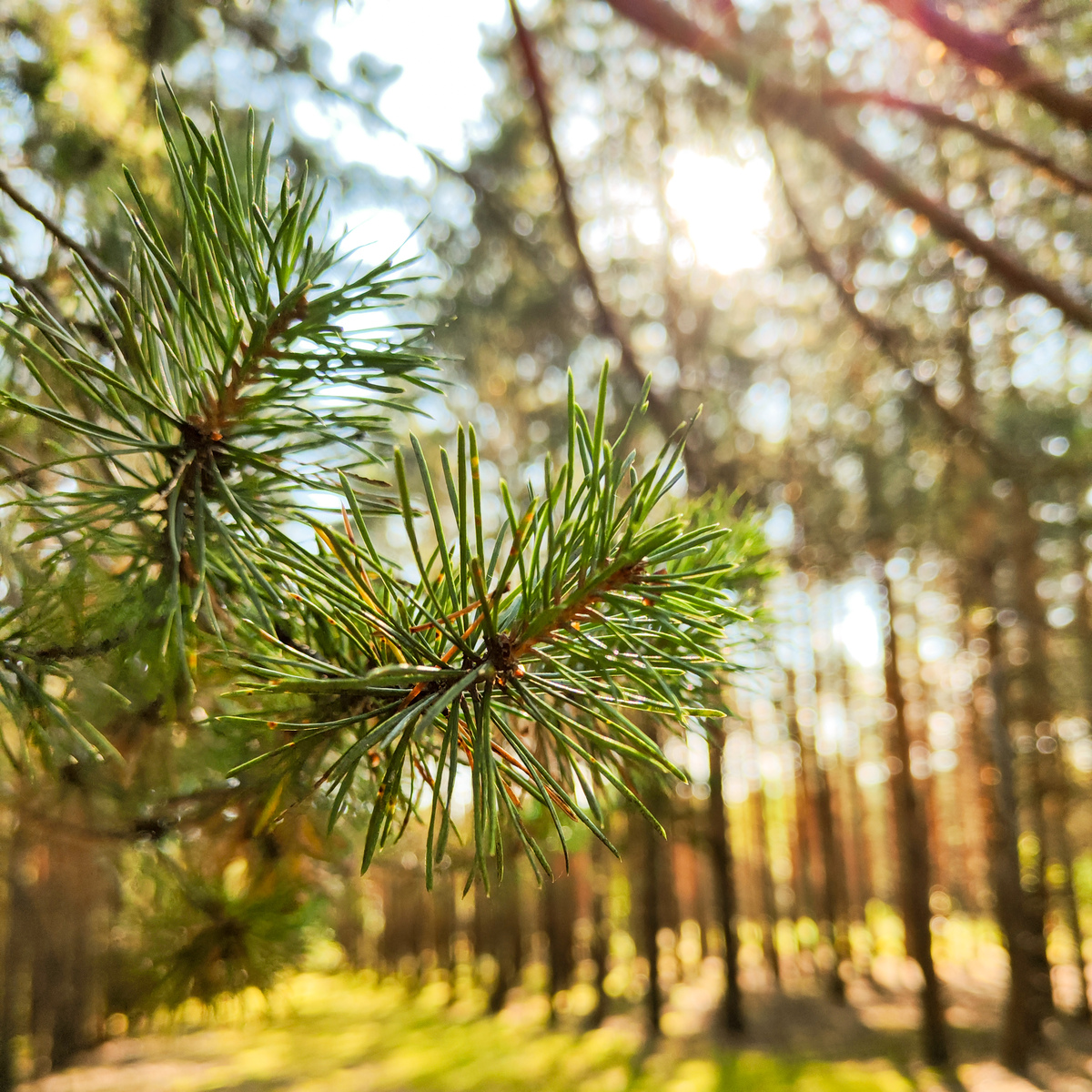 日本柳杉：雄球花序和雌球花序的解释 | Cryptomeria japonica | 国树 | 园林景观 | 木材生产