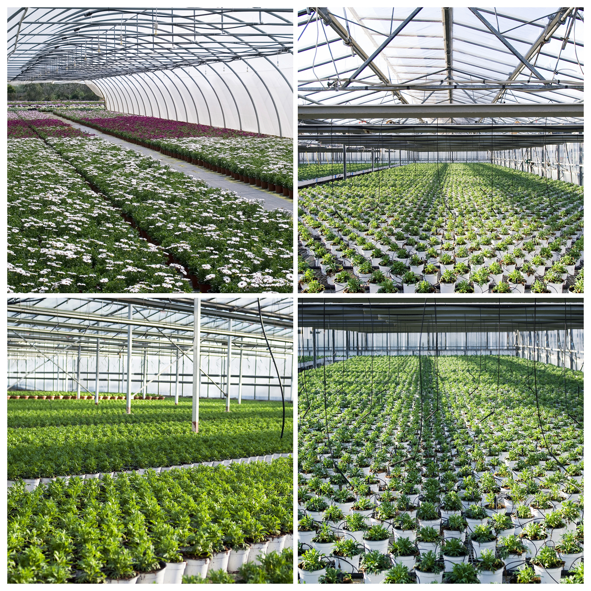 在火星上如何种植6个月的食物：生存指南