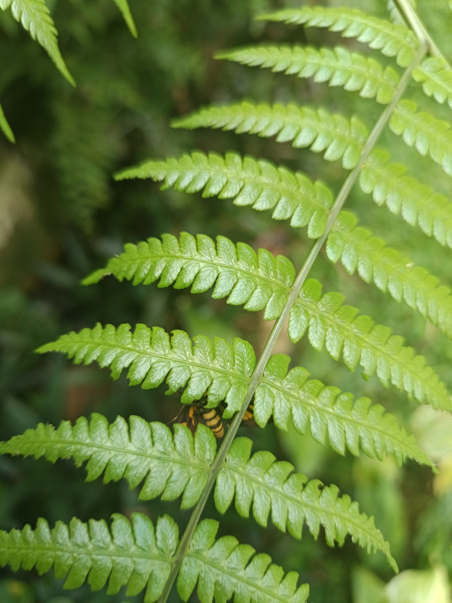 蕨类的孢子囊有多大
