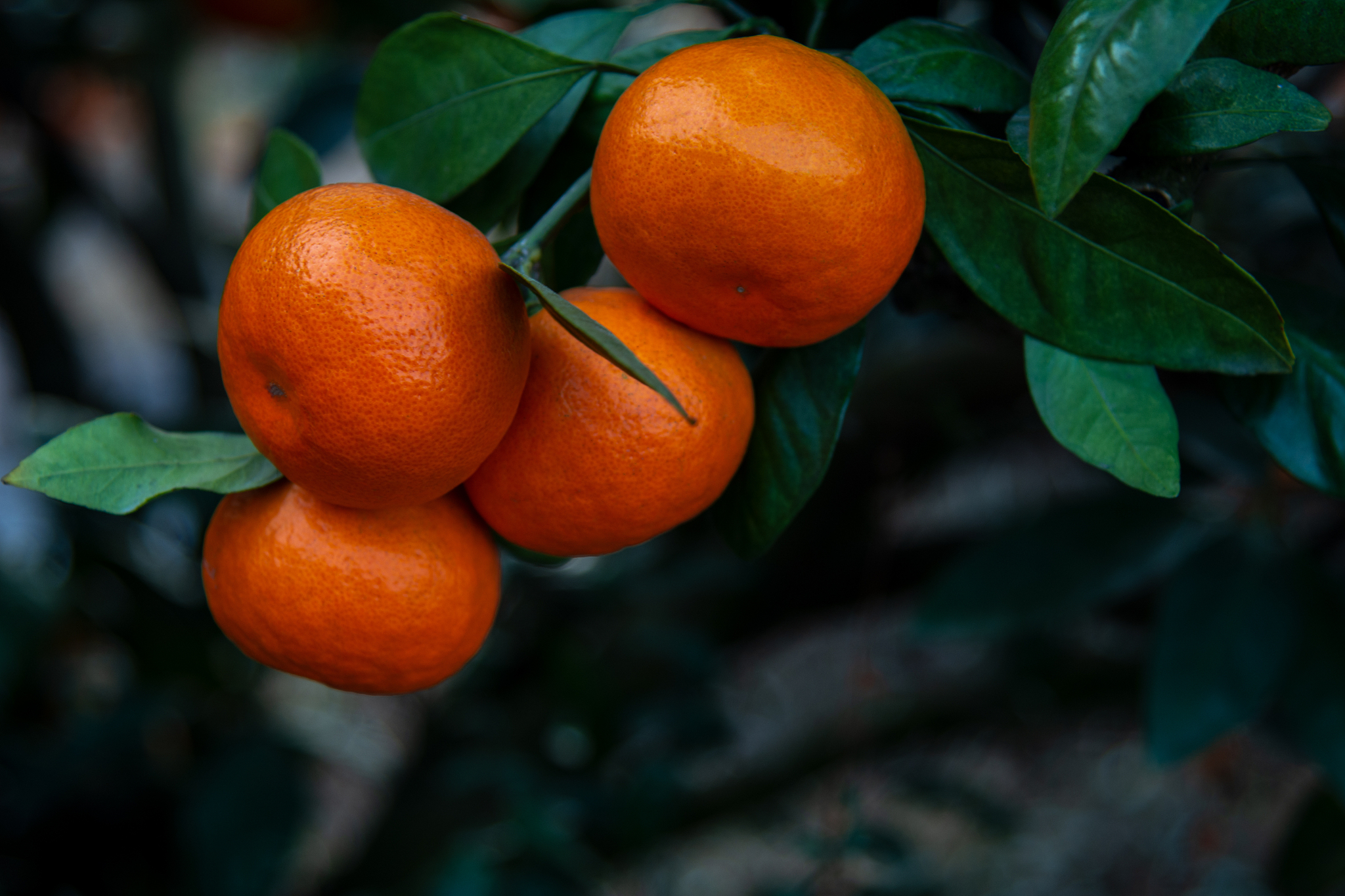黑色箱装的柑橘叫什么回答加扩展